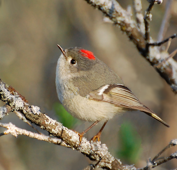 [Ruby-Crowned Kinglet]