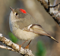 [Ruby-Crowned Kinglet]