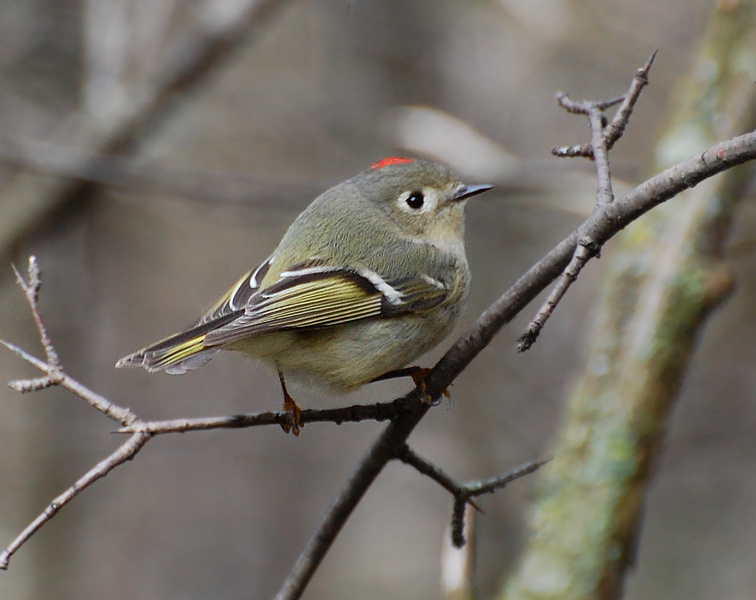 [Ruby-Crowned Kinglet]