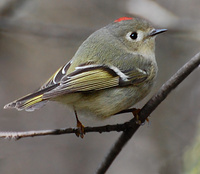 [Ruby-Crowned Kinglet]