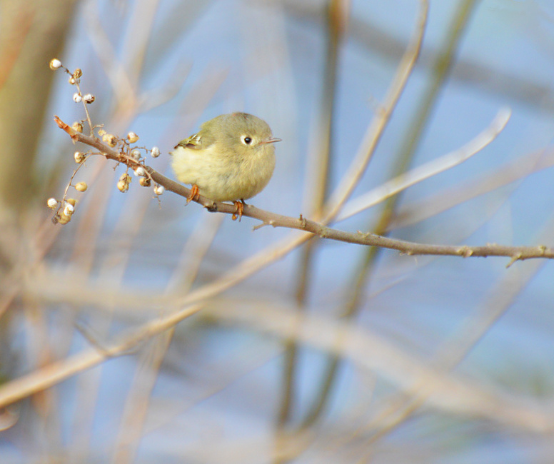 [Ruby-Crowned Kinglet]