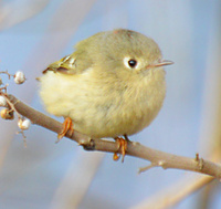 [Ruby-Crowned Kinglet]