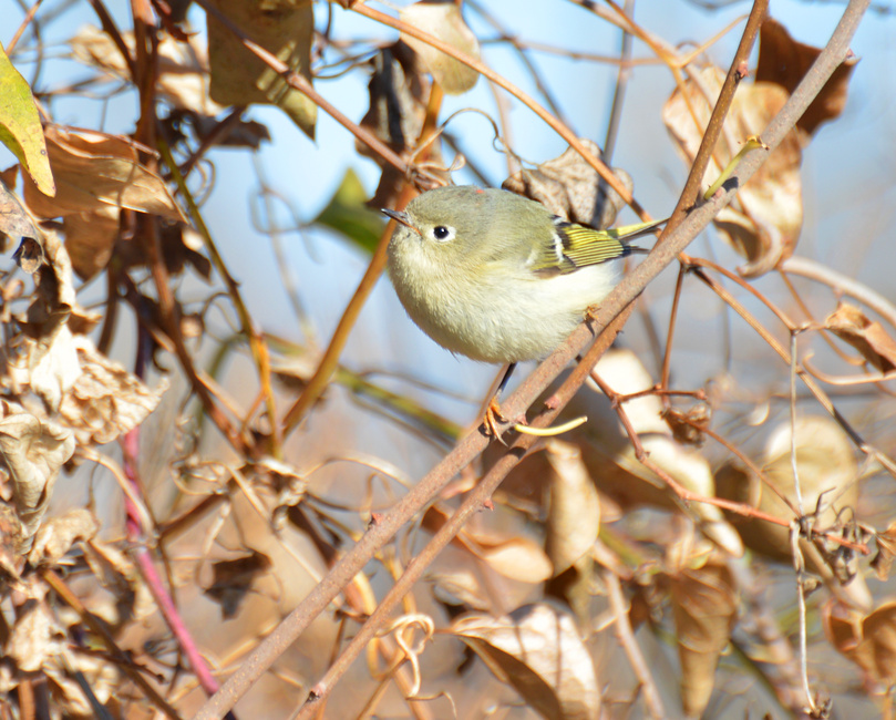 [Ruby-Crowned Kinglet]