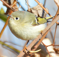 [Ruby-Crowned Kinglet]