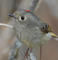 [Ruby-Crowned Kinglet]