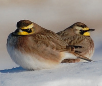 [Horned Larks]