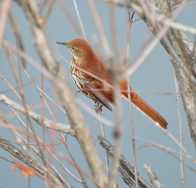 [Brown Thrasher]