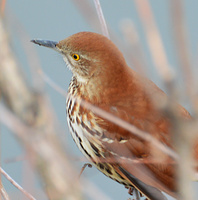 [Brown Thrasher]
