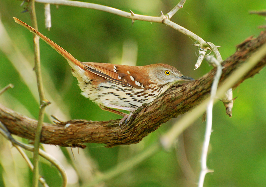 [Brown Thrasher]