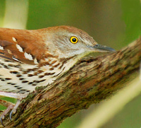 [Brown Thrasher]