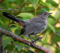 [Gray Catbird]