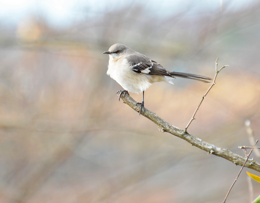 [Northern Mockingbird]