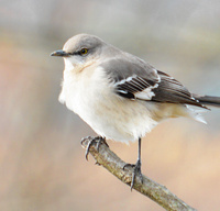 [Northern Mockingbird]