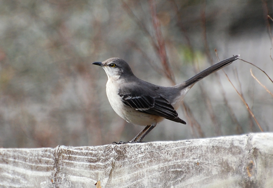 [Northern Mockingbird]