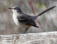 [Northern Mockingbird]
