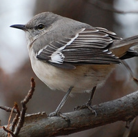 [Winter Mockingbird]