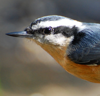 [Red-Breasted Nuthatch]