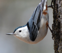 [White-Breasted Nuthatch]