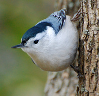 [White-Breasted Nuthatch]