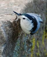 [White-Breasted Nuthatch]