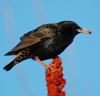 [Starling In Sumac]