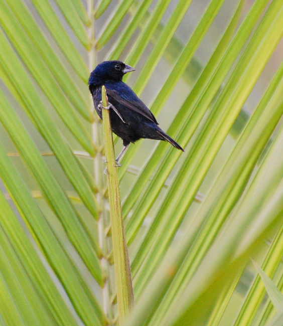 [Blue-Black Grassquit]