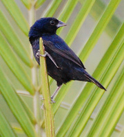[Blue-Black Grassquit]