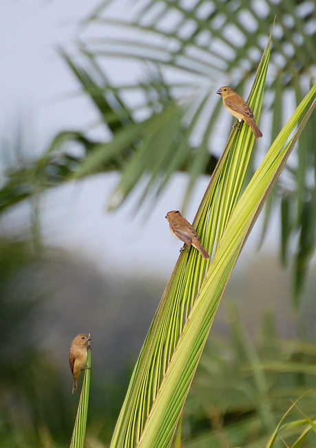 [Yellow-Bellied Seedeaters]