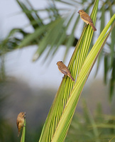 [Yellow-Bellied Seedeaters]