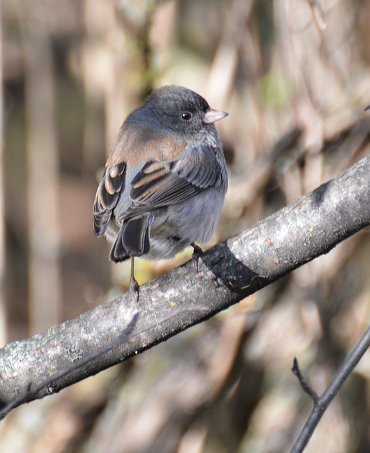 [Dark-Eyed Junco]