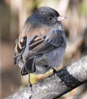 [Dark-Eyed Junco]