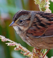 [Swamp Sparrow]