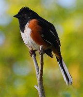 [Eastern Towhee]