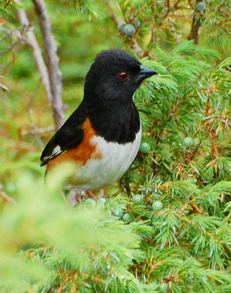 [Eastern Towhee]