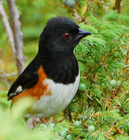 [Eastern Towhee]