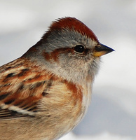 [American Tree Sparrow]