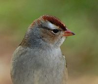 [Juvenile White-crowned Sparrow]