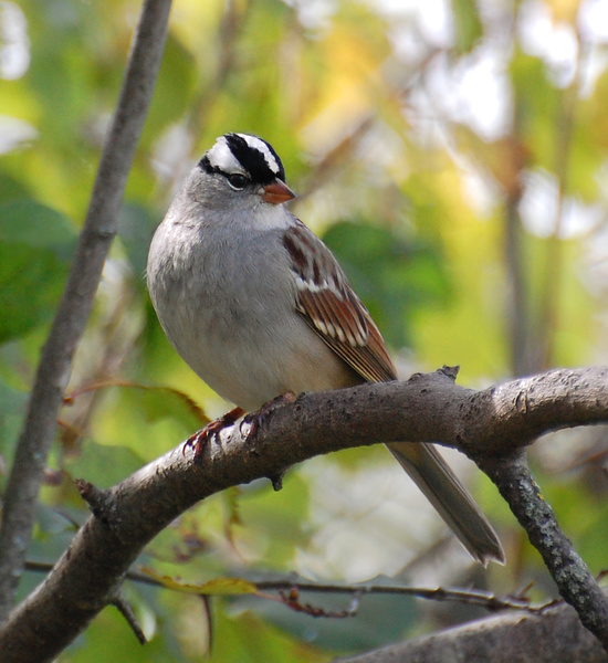 [White-Crowned Sparrow]