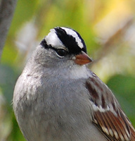 [White-Crowned Sparrow]