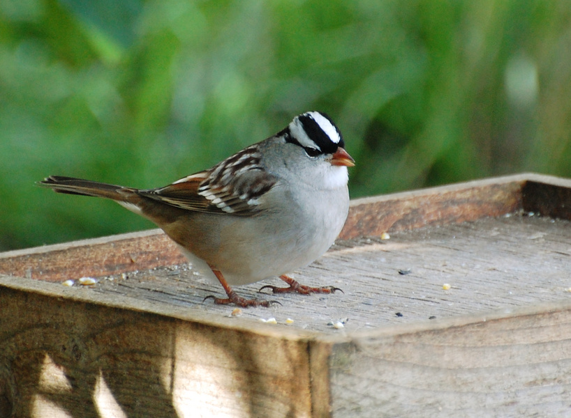 [White-Crowned Sparrow]
