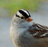 [White-Crowned Sparrow]