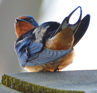 [Barn Swallow]