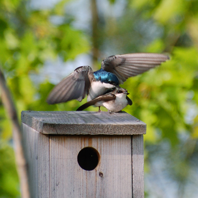 [Mating Tree Swallows]