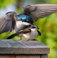 [Mating Tree Swallows]