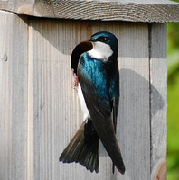 [Nesting Tree Swallow]