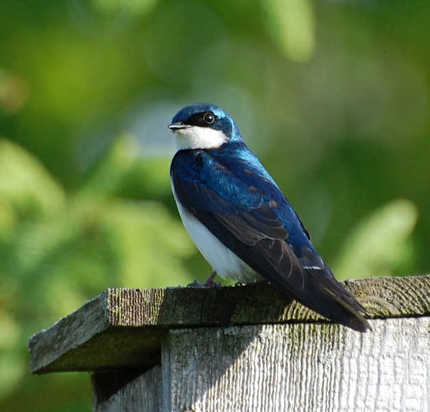 [Tree Swallow]