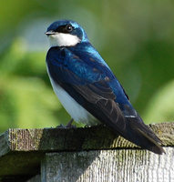[Tree Swallow]