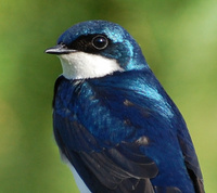 [Tree Swallow]
