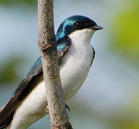 [Tree Swallow]