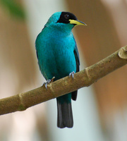 [Green Honeycreeper]